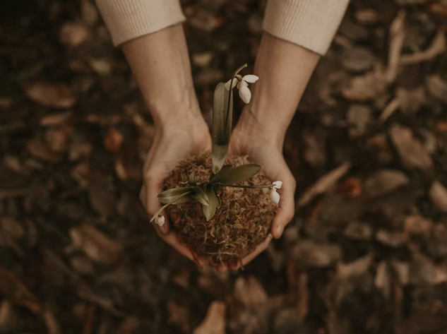 Remarkable Tips to Improve Soil Fertility in Your Backyard